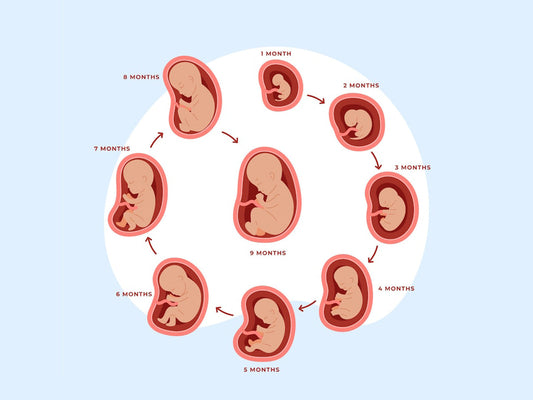 Weekly Progress of Pregnancy: What to Expect Week by Week 🌟